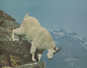 Rocky Mountain Billy Goat